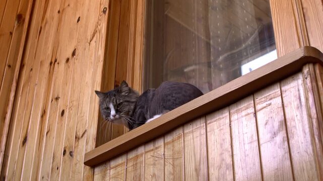A cute tabby cat sitting on a wooden window sill looking at the camera