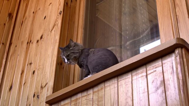 A fluffy tabby cat sitting on a wooden window sill of a rustic cabin