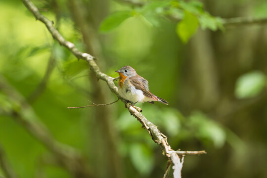 Red-breasted flycatcher (Ficedula parva) perched on a tree branch near Mrągowo, Masuria, Poland. Male bird with orange throat in vibrant green forest canopy.