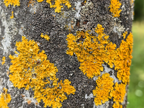 Macro close up of yellow xanthoria lichen on tree bark surface