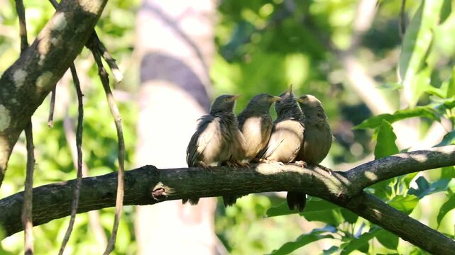 Flock of yellow-billed babbler fledglings huddled together on tree branch