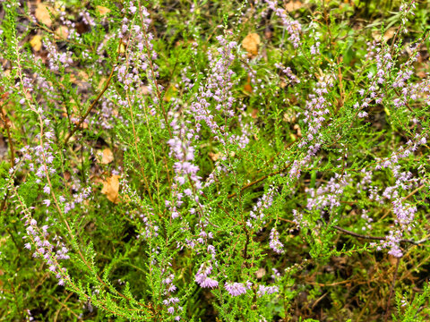 Pink heather flowers blooming in wild moorland with green foliage