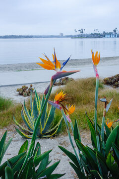 Bird of paradise flowers blooming near a sandy Sail bay beach by the calm waters, San Diego, CA