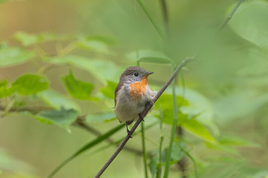 Red-breasted Flycatcher (Ficedula parva) perched on a thin branch surrounded by green foliage near Mrągowo, Masuria, Poland. Wildlife stock photography.