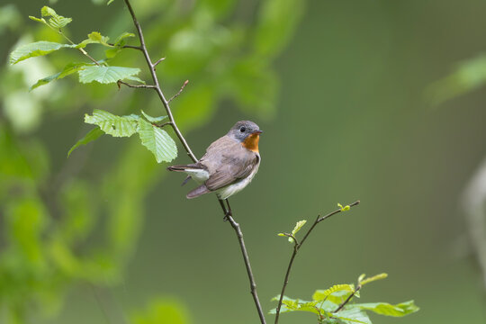 Red-breasted flycatcher (Ficedula parva) perched on a tree branch in a lush green forest near Mrągowo, Masuria, Poland. Wild nature and wildlife background.