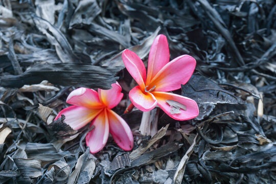 A close-up of two beautiful pink plumeria flowers on dark, scorched ground, covered in black ash and burned leaves, creates a strong contrast between life and destruction.