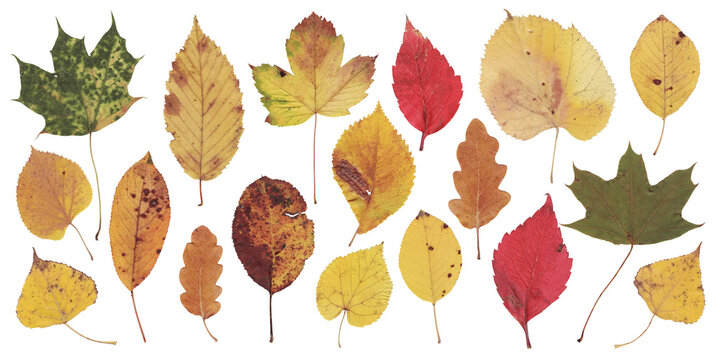 Fallen Autumn Leaves Mix on White Background. Fall multicolor different leaves collection. Dried pressed leaf set