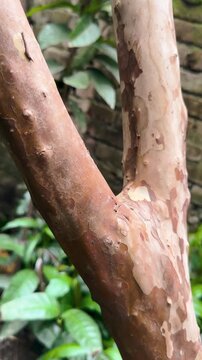 Tree Bark Texture Looping Animation, Showcasing Natural Patterns and Subtle