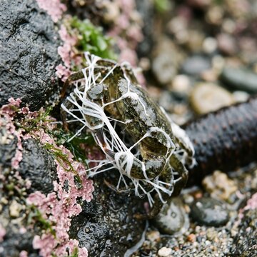 Shore crab entangled in white sticky Cuvierian tubules fired by a defending sea cucumber