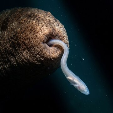 Deep sea pearlfish emerging from the cloaca of a sea cucumber