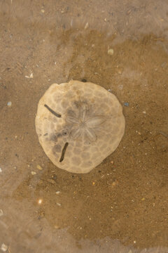 An overhead view shows the flat circular test of a dead sand dollar echinoderm partially submerged in clear shallow coastal water. 