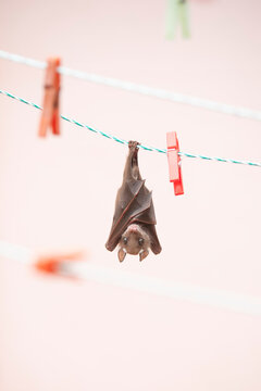 A young fruit bat roosts upside down, gripping a clothesline with its feet next to bright orange plastic clothespins. 