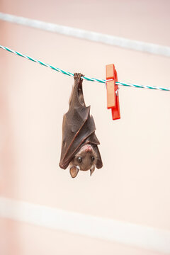 A young fruit bat roosts upside down, gripping a clothesline with its feet next to bright orange plastic clothespins.