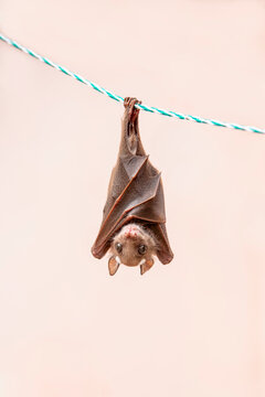 A detailed close-up shot captures a small fruit bat wrapped in its leathery wings, roosting upside down from a thin green and white braided rope. 