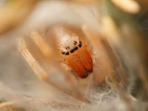 Cheiracanthium inclusum (Male)