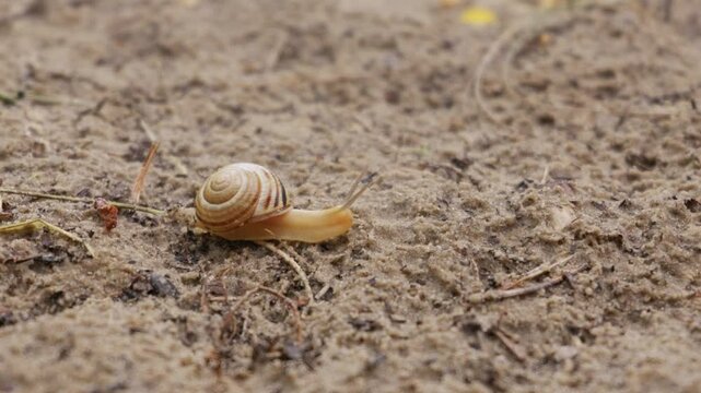 A small striped land snail crawls slowly across dry sandy ground with its tentacles extended. The close up view highlights the detailed spiral shell pattern and the rough soil texture.