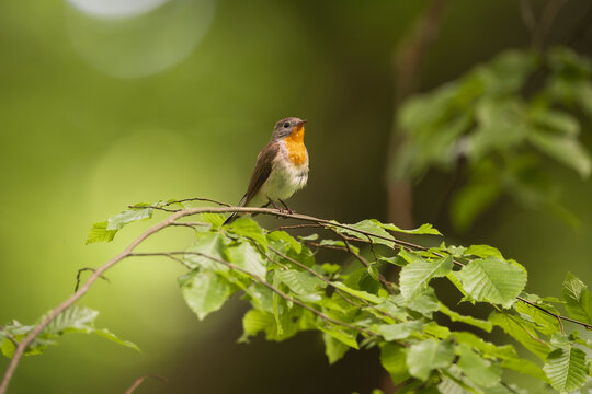 Red-breasted flycatcher (Ficedula parva) perched on a leafy branch in a lush forest near Mrągowo, Masuria, Poland. Wild songbird in natural green habitat.