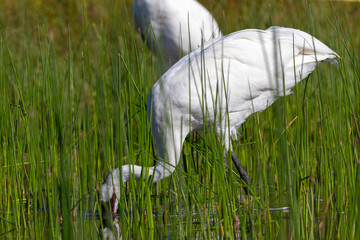 Fototapeta premium The whooping crane (Grus americana) in the Marsh. Native, rare the tallest North American bird