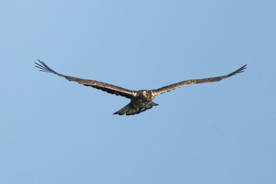 Juvenile Bonelli's Eagle (Aquila fasciata) Soaring in Flight against Blue Sky, Akrotiri, Cyprus
