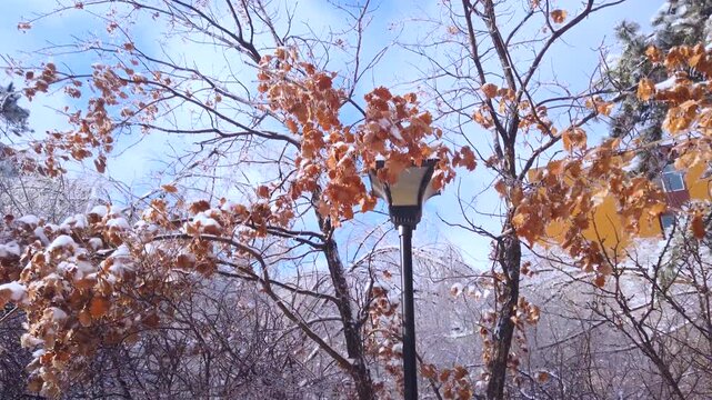 Snow-Covered Trees and Vintage Street Lamp in Winter