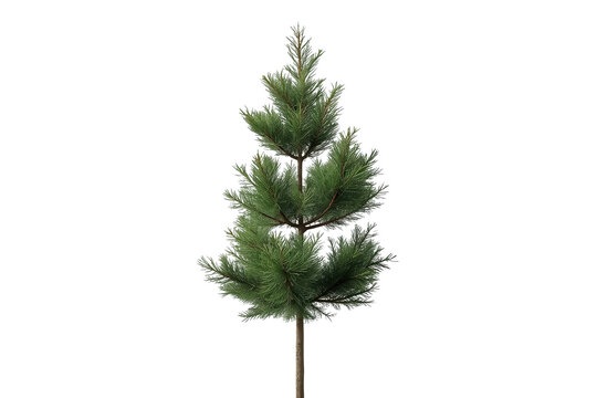 Young Pine Tree Sapling