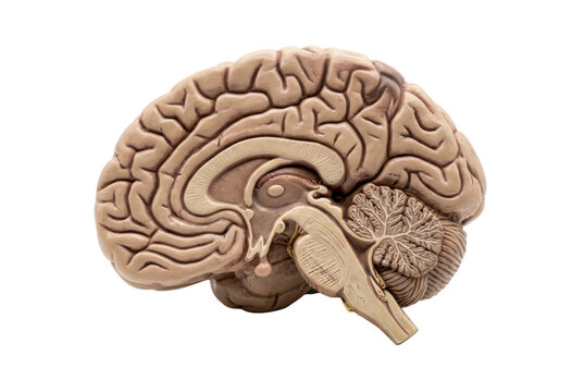 Anatomical model of human brain showing sagittal cross section view