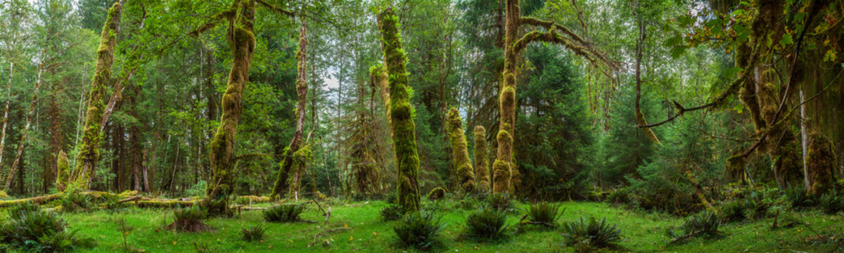 Beautiful wide panoramic view of a mossy pine forest clearing with green grass