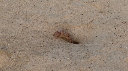 Wild Ghost crab hiding on the seashore of Qulaan beach in red sea in Egypt © Rania