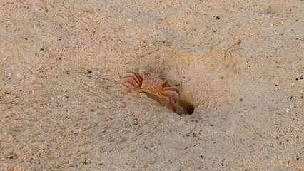 Wild Ghost crab hiding on the seashore of Qulaan beach in red sea in Egypt © Rania