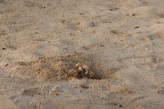 Wild Ghost crab hiding on the seashore of Qulaan beach in red sea in Egypt