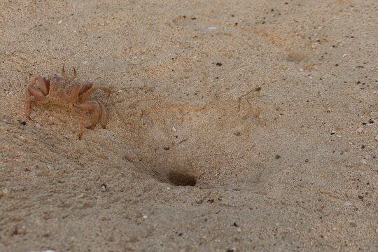 Wild Ghost crab hiding on the seashore of Qulaan beach in red sea in Egypt
