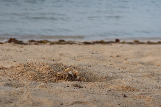 Wild Ghost crab hiding on the seashore of Qulaan beach in red sea in Egypt