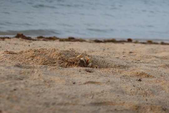 Wild Ghost crab hiding on the seashore of Qulaan beach in red sea in Egypt
