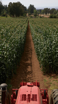 Cornfield dirt path red tractor hood high angle rural farm green crop row summer agriculture