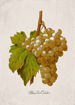 Blanc de Calabre Classic White Wine Grape Variety, Botanical Illustration