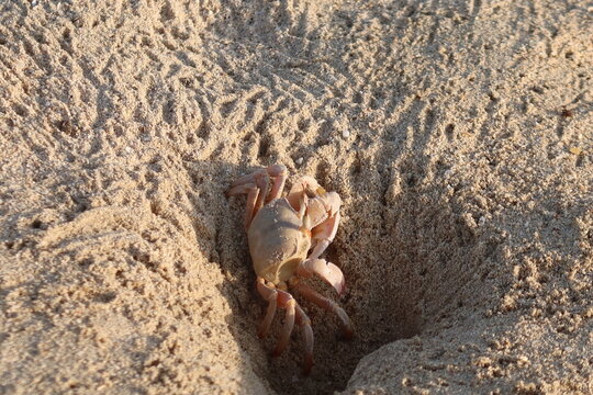 Wild Ghost crab hiding on the seashore of Qulaan beach in red sea in Egypt