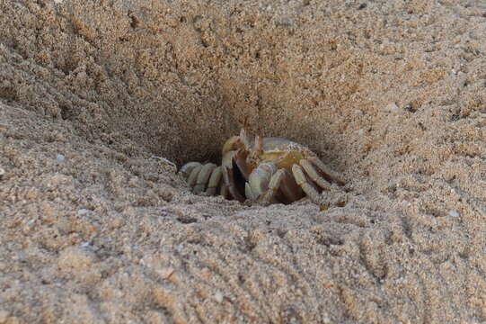 Wild Ghost crab hiding on the seashore of Qulaan beach in red sea in Egypt
