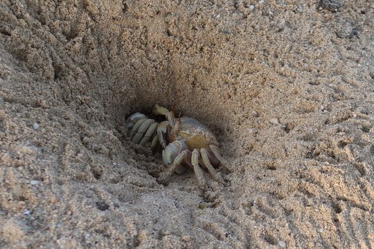 Wild Ghost crab hiding on the seashore of Qulaan beach in red sea in Egypt