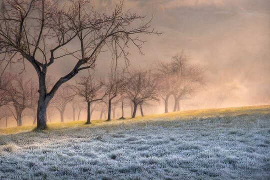 Hillside apple meadow with trees in morning light