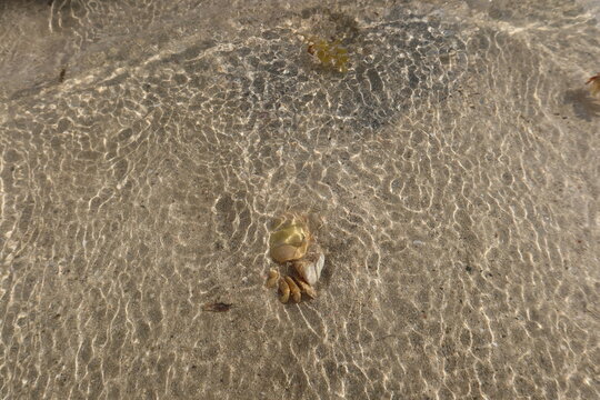 Wild Ghost crab hiding on the seashore of Qulaan beach in red sea in Egypt