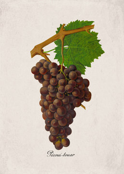 Pecoui-touar Classic Red Wine Grape Variety, Botanical Illustration