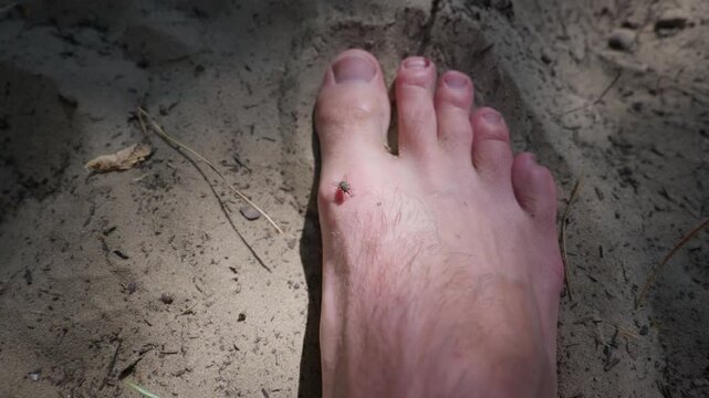 A close-up view shows a small fly perched on a bare human foot resting on sandy ground. Sunlight illuminates the outdoor scene, emphasizing natural leisure risks and pest threats.