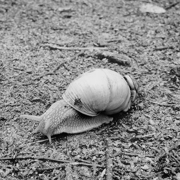 Black and white macro photography of a Roman snail crawling on the ground. Artistic monochrome close up of Helix pomatia or Burgundy snail.