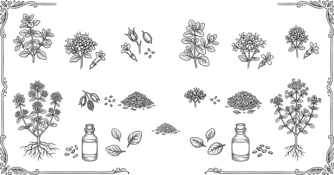 Oregano marjoram botanical herbs set leaves flowers seeds oil bottles vintage etching line art vector.