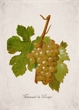 Ferdinand de Lesseps Classic White Wine Grape Variety, Botanical Illustration