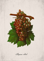 Obraz premium Aspiran verdal Classic Red Wine Grape Variety, Botanical Illustration