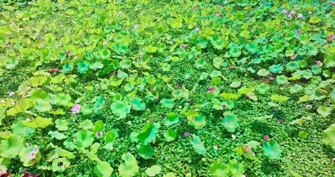 High angle view of a lush pond densely covered with green lotus leaves and blooming pink flowers under bright sunny light.