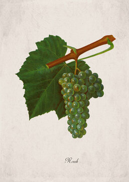 Noah Classic White Wine Grape Variety, Botanical Illustration