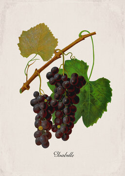 Isabelle Classic Dark Wine Grape Variety, Botanical Illustration