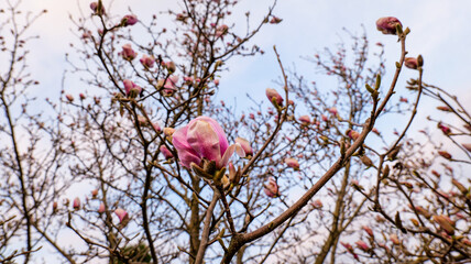 Delicate pink magnolia buds unfurling against a soft sky © shine.graphics